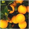 Healthy and Sustainable Food Policy